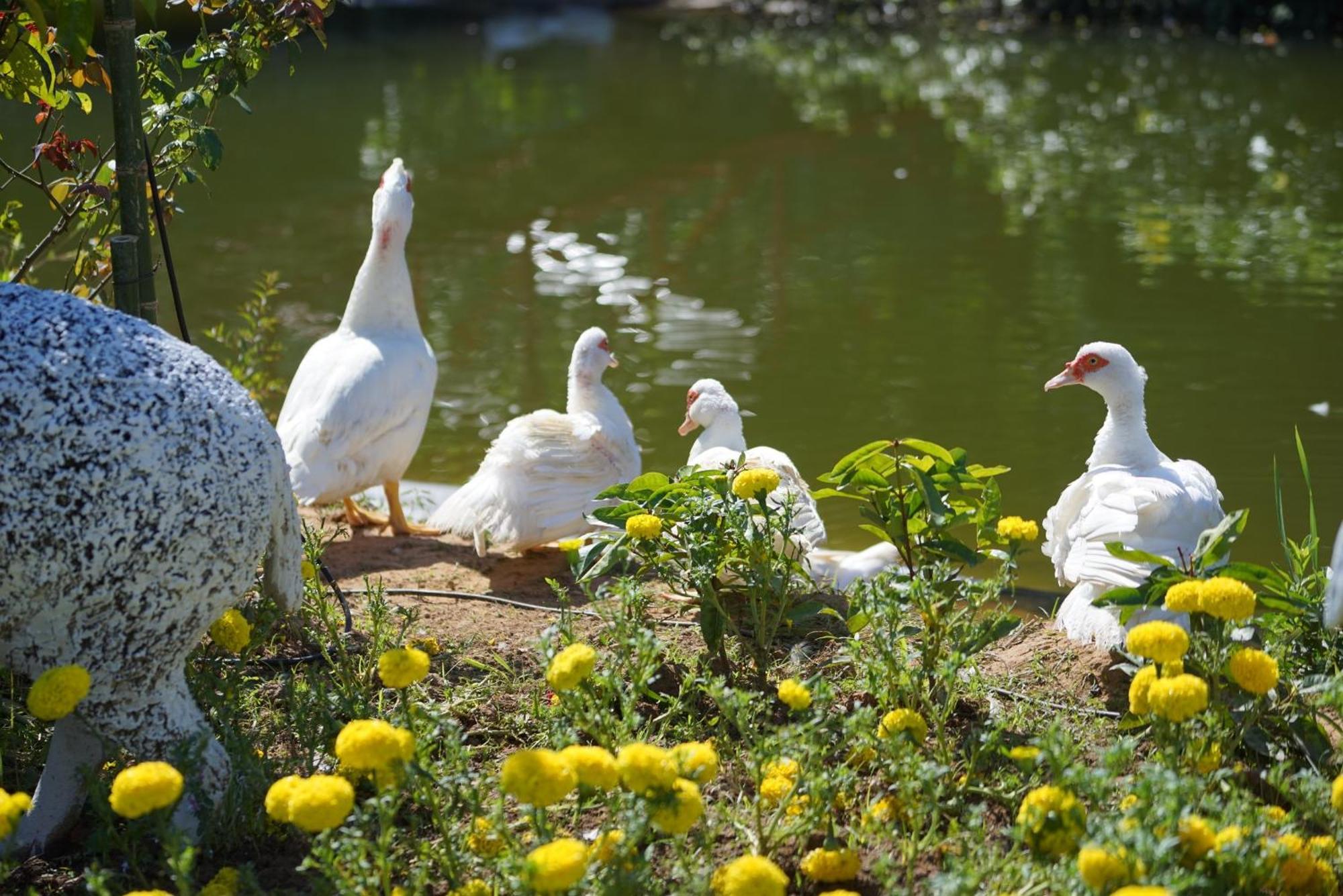 Baan Pingkan Wellness Resort San Kamphaeng Εξωτερικό φωτογραφία