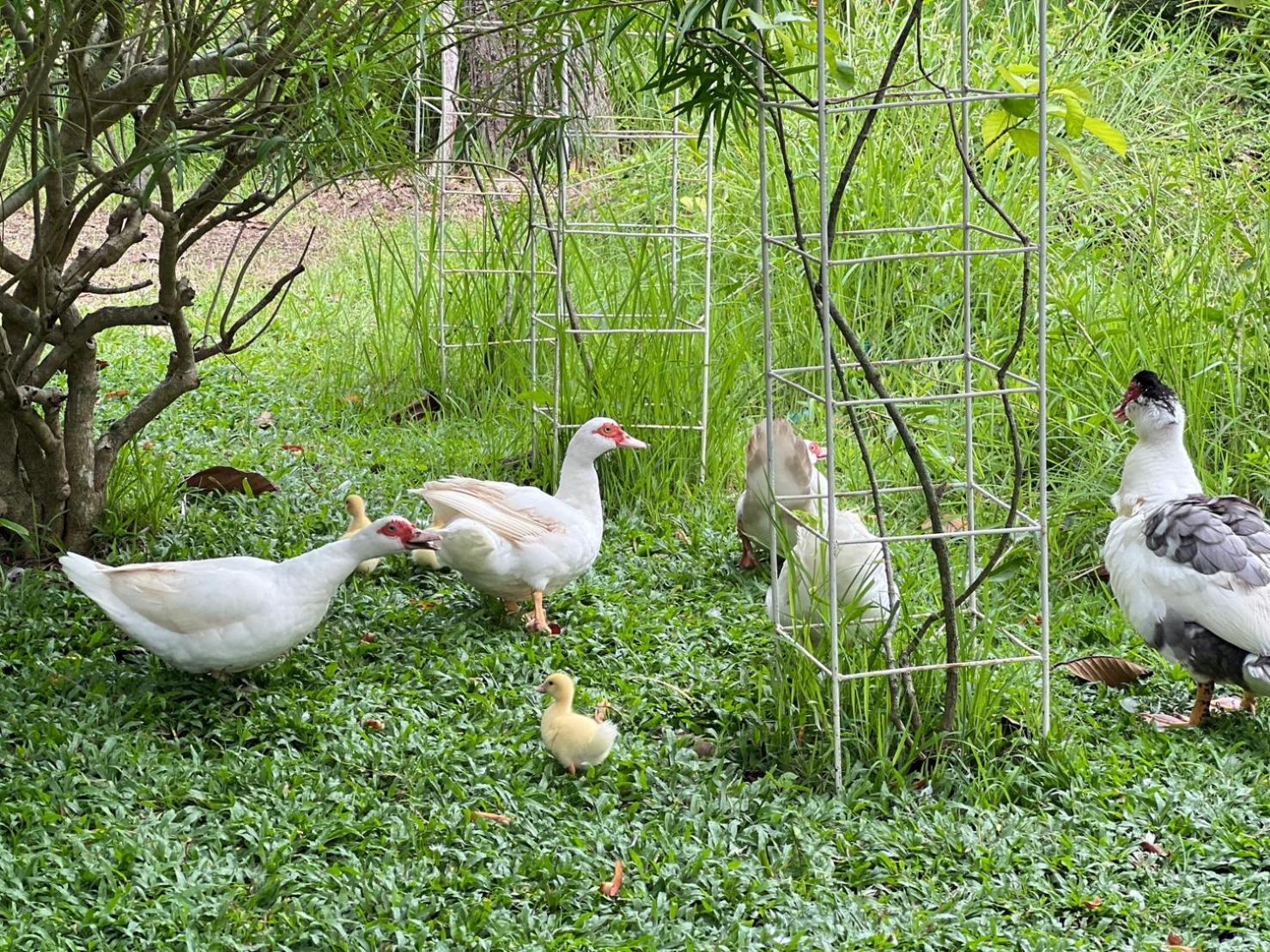 Baan Pingkan Wellness Resort San Kamphaeng Εξωτερικό φωτογραφία